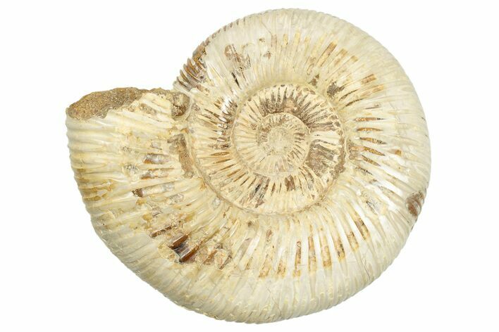 Polished Jurassic Ammonite (Perisphinctes) - Madagascar #248749